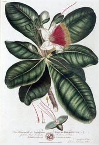 Barringtonia da Unbekannt