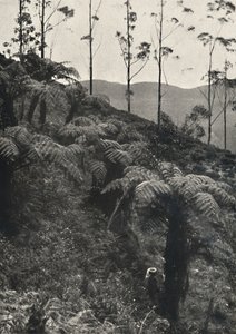 Felci arboree Alsophila crinita e altre, 1926 da Unbekannt