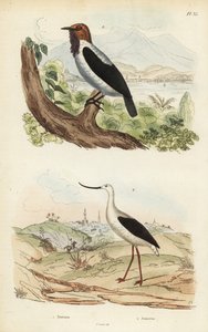Campanaro barbuto, Procnias averano, e avocetta americana, Recurvirostra americana