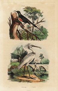Nettarinia splendida, Cinnyris pulchella, e spatola comune, Platalea leucorodia da Unbekannt