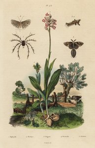 Orchidea ape, orchidea scimmia, falena arrugginita, falena a venti piume, acaro Oribata geniculata da Unbekannt