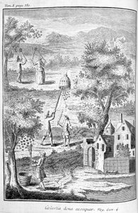 Apicoltura, 1775