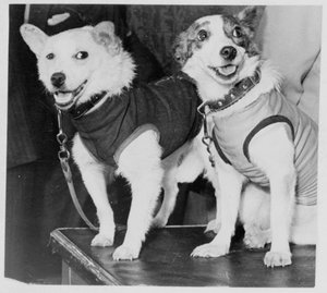 Belka e Strelka, cani cosmonauti russi, 1960