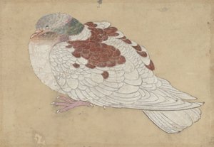 Uccello, XVIII secolo da Unbekannt