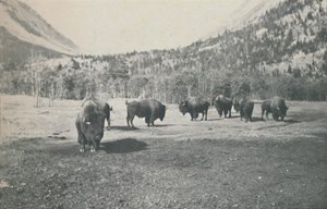 Bisonte, 1916 da Unbekannt