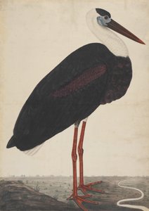 Cicogna nera in un paesaggio, ca. 1780