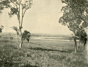 Laguna del Cigno Nero, vicino a Warwick, Queensland, 1901 da Unbekannt