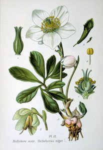 Elleboro nero, 1893 da Unbekannt