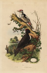 Picchio nero, Dryocopus martius, e picchio rosso maggiore, Dendrocopos major