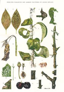 Tavola botanica / Parassiti degli alberi da frutto da Unbekannt
