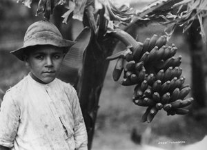 Ragazzo con banane che crescono su un albero, Tenerife, Isole Canarie, Spagna da Unbekannt