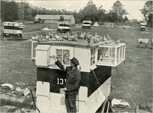 Piccioni viaggiatori dell