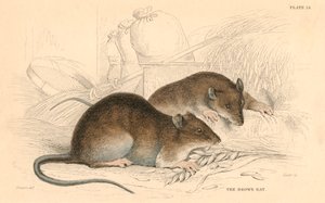 Ratto marrone Rattus rattus da Unbekannt