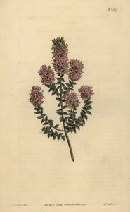 Buchu, Agathosma pulchella (Diosma a foglie smussate, Diosma pulchella)