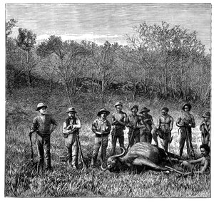 Cacciatori di bufali nel Transvaal, Sudafrica, c1890