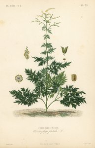 Cimicifuga o cohosh, Actaea cimicifuga, Cimicifuga foetida, Cimicaire fetide da Unbekannt