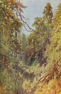 Giungla birmana, 1924 da Unbekannt