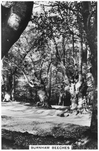 Burnham Beeches, Buckinghamshire, 1937 da Unbekannt