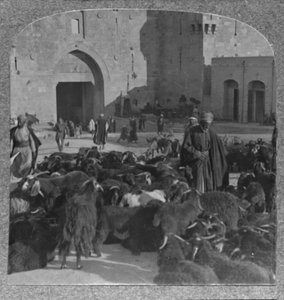 Acquisto di capre alla Porta di Damasco, Gerusalemme, c1900 da Unbekannt