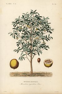 Noce moscata calabrese