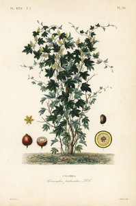 Albero di calumba, Jateorhiza columba