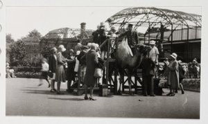 Giro in cammello, c 1930 da Unbekannt