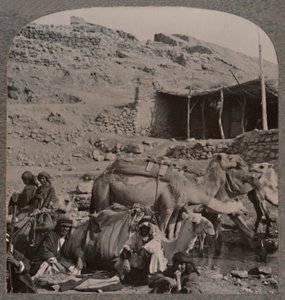 Carovana di cammelli da Jerash, che si abbevera alla Fontana di Elisha, c1900