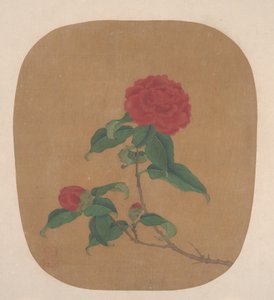 Fiori di Camelia