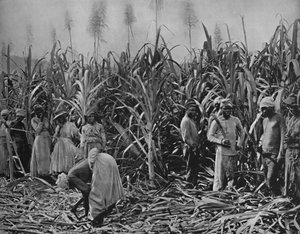 Tagliatori di canna in Giamaica, 1891
