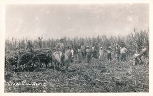 Taglio della canna, c1930 da Unbekannt