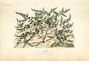 Cappero, Capparis spinosa