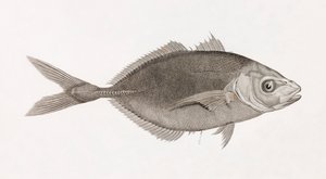 Caranx Lune, primo piano da Unbekannt