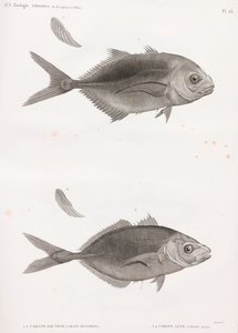 Caranx Sauteur e Caranx Lune da Unbekannt
