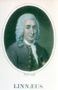 Carolus Linnaeus, naturalista svedese del 18° secolo, inizio 19° secolo da Unbekannt