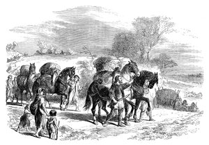 Trasporto di pane a Londra su cavalli da soma, c1895