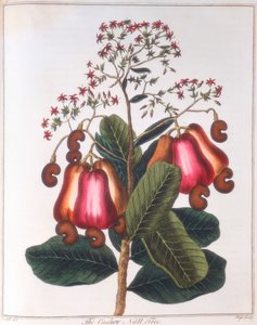 Anacardio - Anacardium occidentale, c1798 da Unbekannt