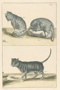 Gatti da Unbekannt