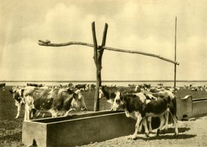 Bovini che bevono a un abbeveratoio, Burgenland, Austria, c1935 da Unbekannt