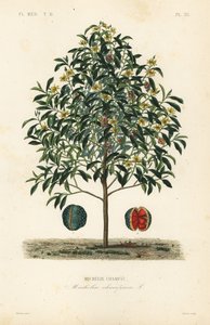 Albero di champak, Magnolia champaca