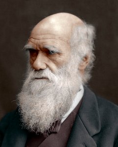 Charles Darwin, naturalista britannico, 1878 da Unbekannt