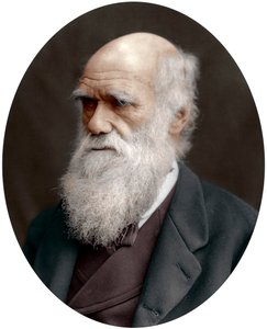 Charles Darwin, naturalista britannico da Unbekannt