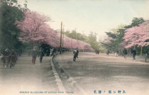 Fiori di ciliegio al Parco di Uyeno Tokyo, c1910 da Unbekannt