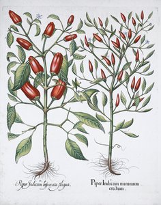 Piante di peperoncino, 1613 da Unbekannt