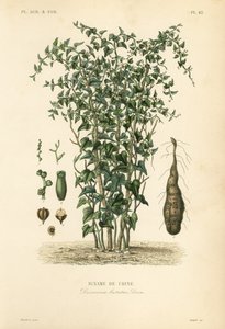 Igname cinese, Dioscorea polystachya, Dioscorea batatas da Unbekannt