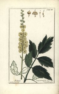 Cimicifuga racemosa o Black cohosh, Actaea racemosa da Unbekannt