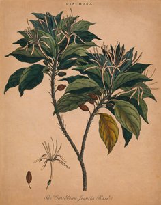 Cinchona. La corteccia dei gesuiti caraibici, 1801 da Unbekannt