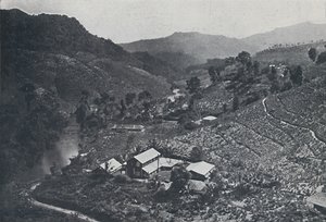 Piantagione di tè cingalese, 1924 da Unbekannt