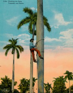 Scalare una palma, Cuba da Unbekannt