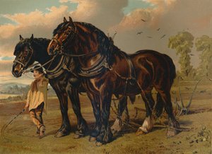 Stallone e giumenta Clydesdale