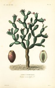 Cactus della cocciniglia, Nopalea cochenillifera, Opuntia cochenillifera, Cactus cochenillifer, Cactus coccinellifer, Cactus a cochenilles da Unbekannt